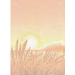 Decadry Illustration Landscape Classic Collection Wheat A4, 80gsm, Pack of 100